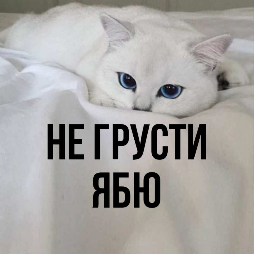 Открытка на каждый день с именем, ябю Не грусти Голубоглазая кошка Прикольная открытка с пожеланием онлайн скачать бесплатно 
