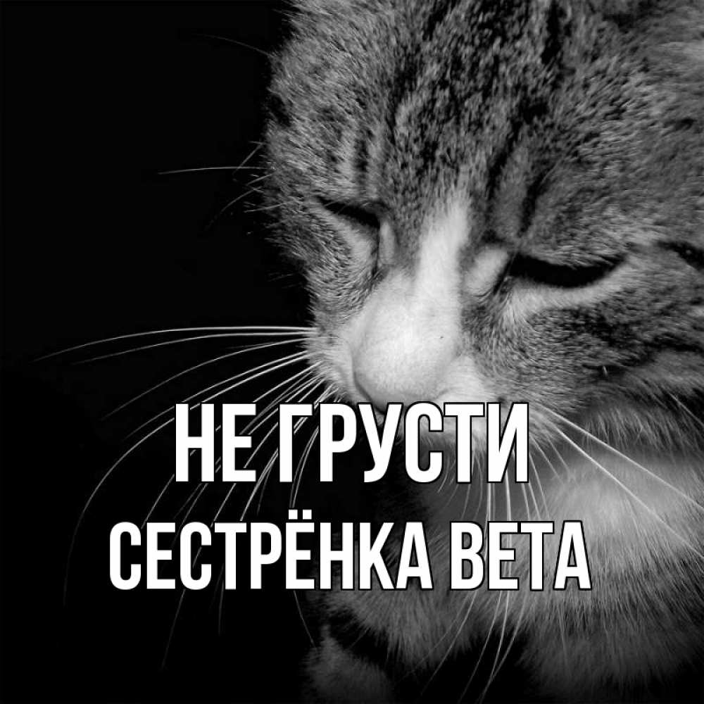 Открытка на каждый день с именем, Сестрёнка-Вета Не грусти грустный котик Прикольная открытка с пожеланием онлайн скачать бесплатно 