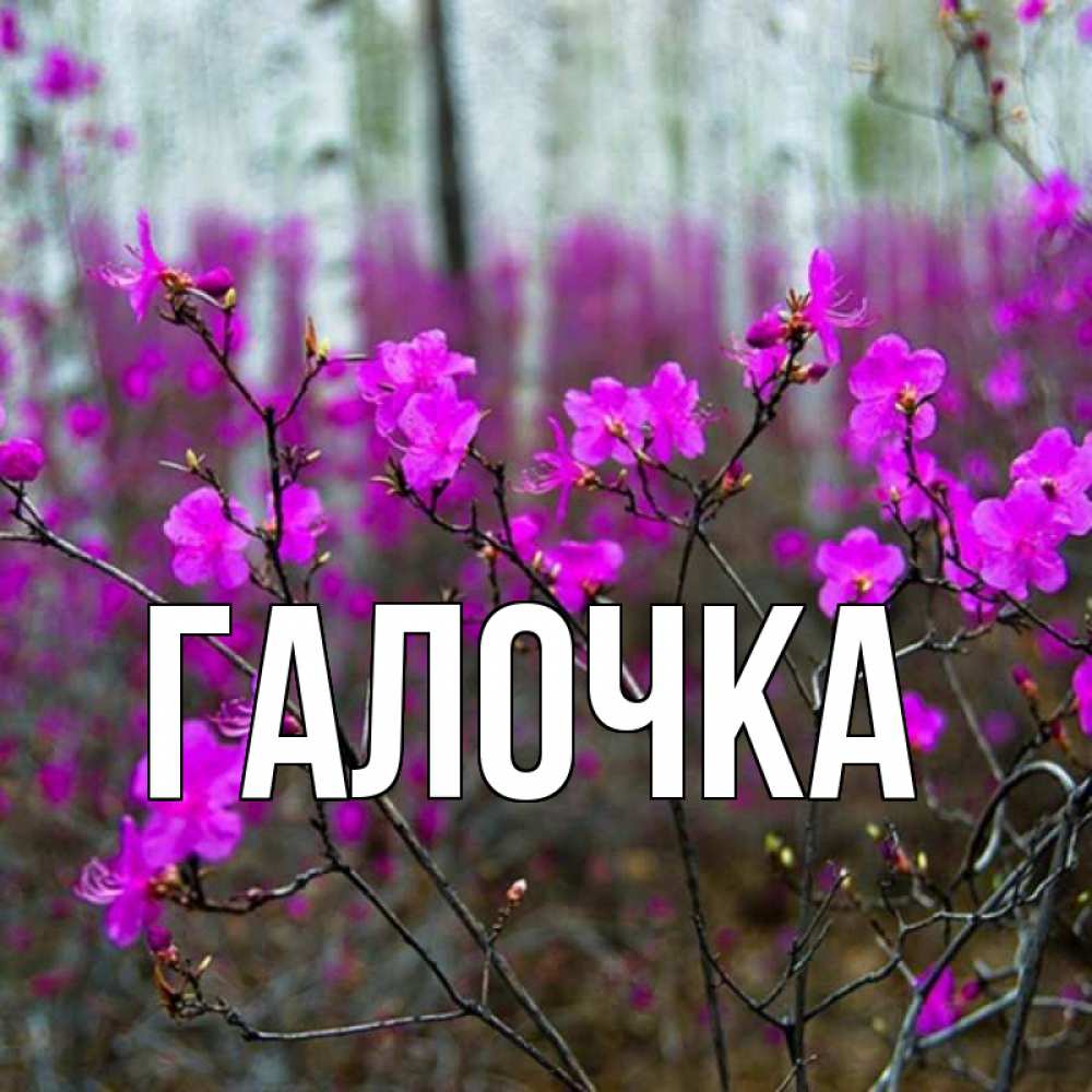 Открытка на каждый день с именем, Галочка Главная дикие цветы Прикольная открытка с пожеланием онлайн скачать бесплатно 