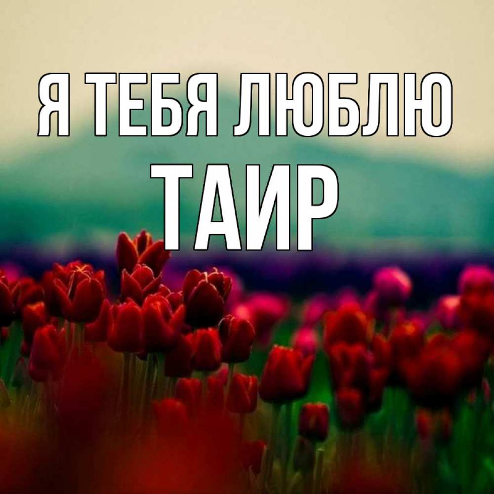 Картинка Я тебя люблю, Таир