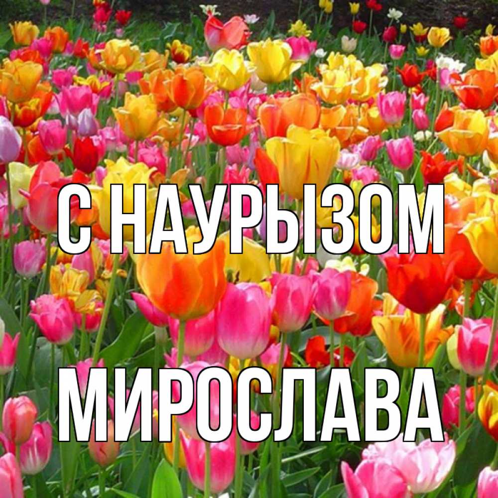 Открытка на каждый день с именем, Мирослава С наурызом праздник весны наурыз 4 Прикольная открытка с пожеланием онлайн скачать бесплатно 