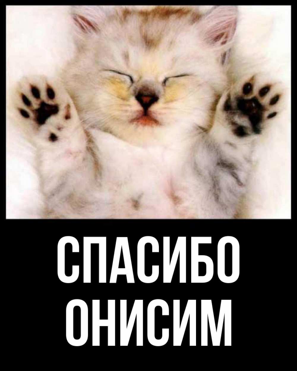 Открытка на каждый день с именем, Онисим Спасибо маленький котенок Прикольная открытка с пожеланием онлайн скачать бесплатно 