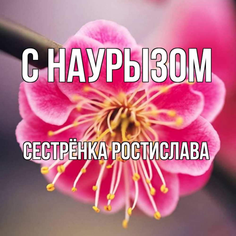 Открытка на каждый день с именем, Сестрёнка-Ростислава С наурызом цветы Прикольная открытка с пожеланием онлайн скачать бесплатно 