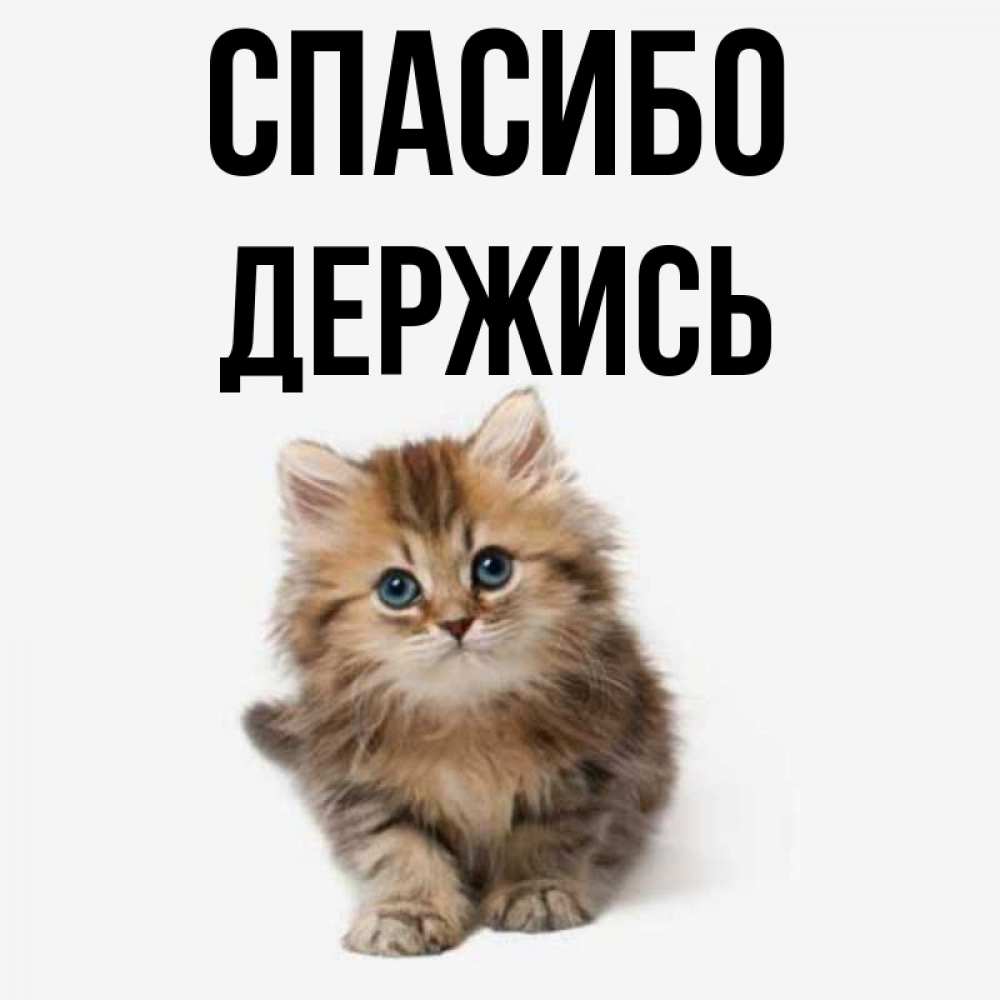 Держись котик картинки