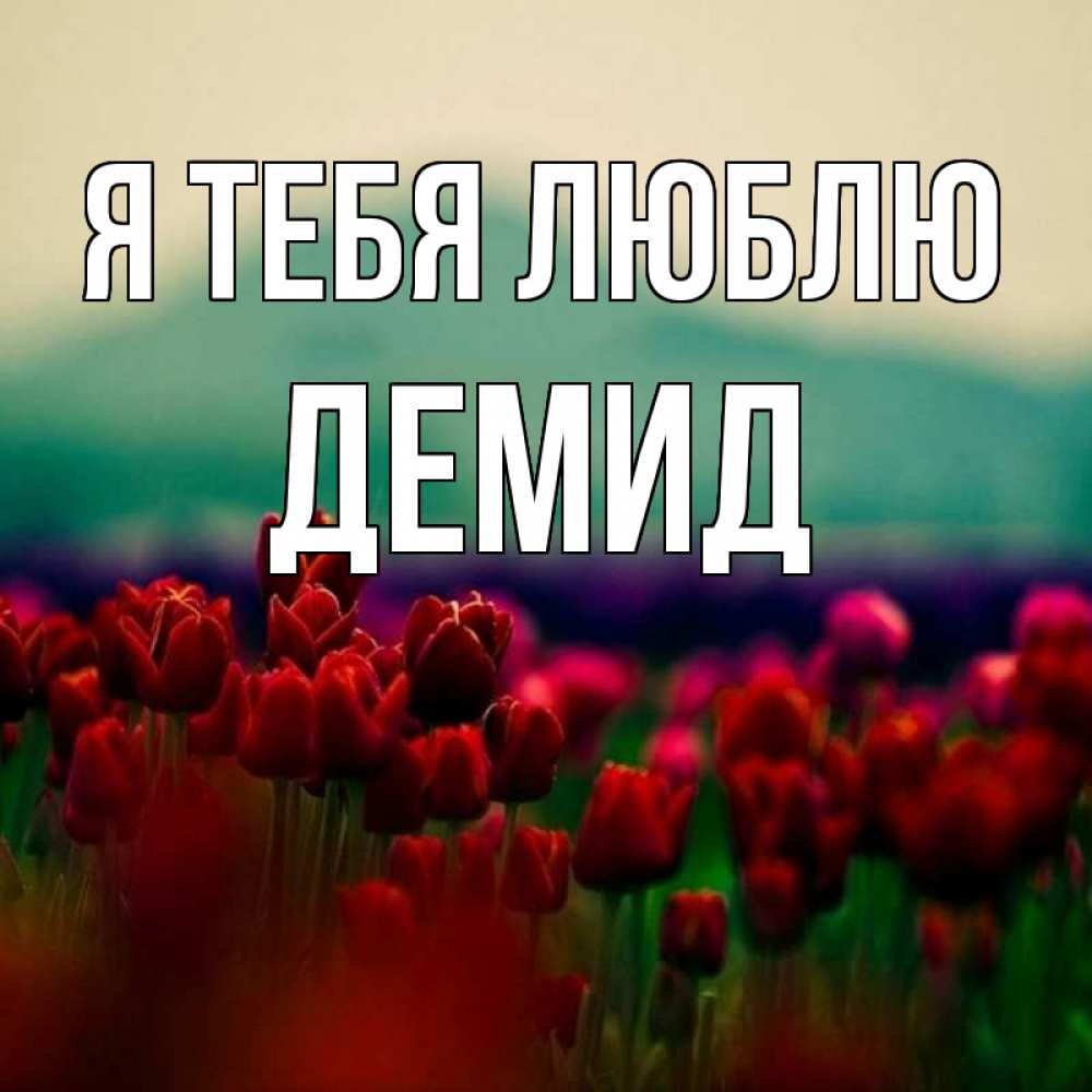 Открытка на каждый день с именем, Демид Я тебя люблю тюльпаны 4 Прикольная открытка с пожеланием онлайн скачать бесплатно 