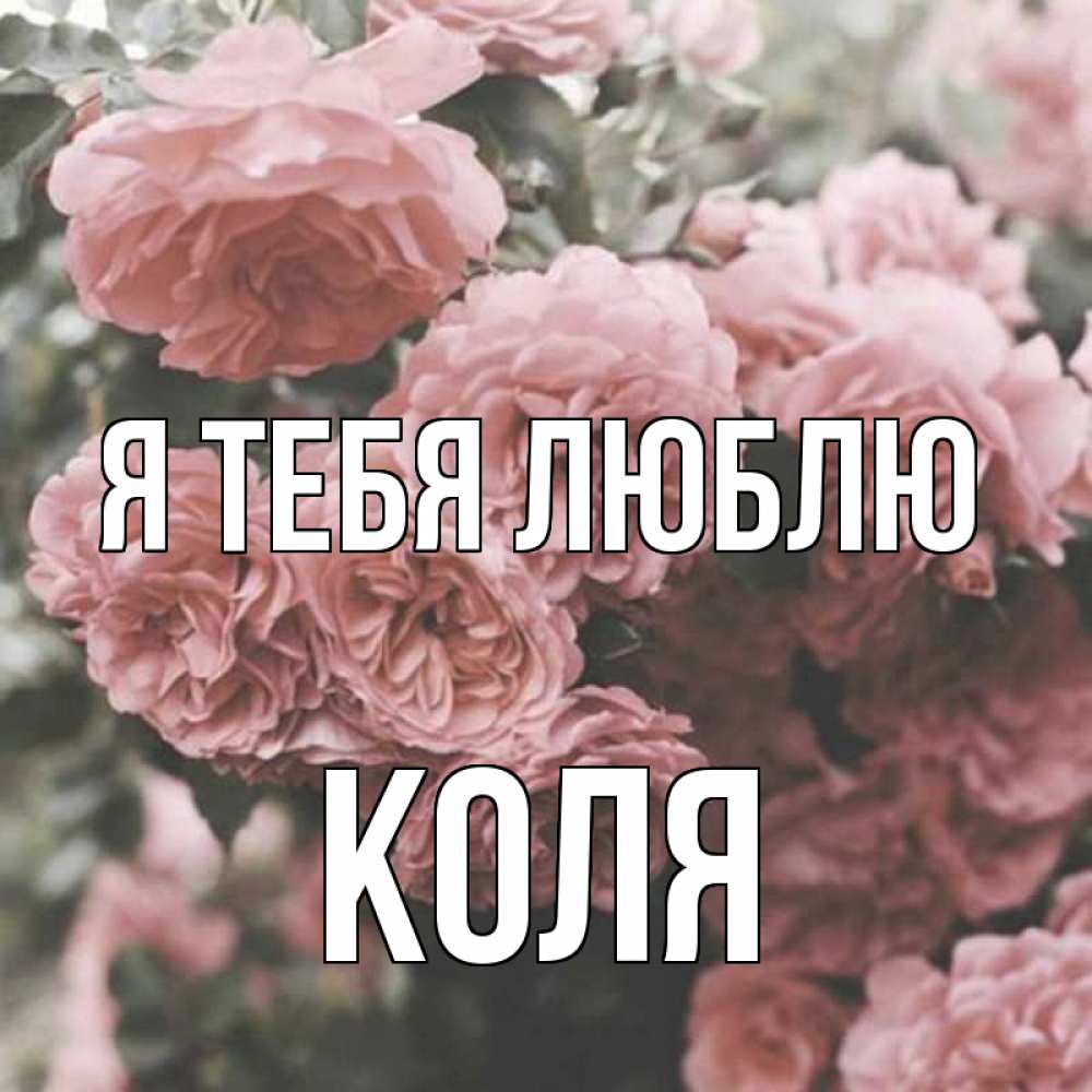 Открытка на каждый день с именем, Коля Я тебя люблю розы 3 Прикольная открытка с пожеланием онлайн скачать бесплатно 
