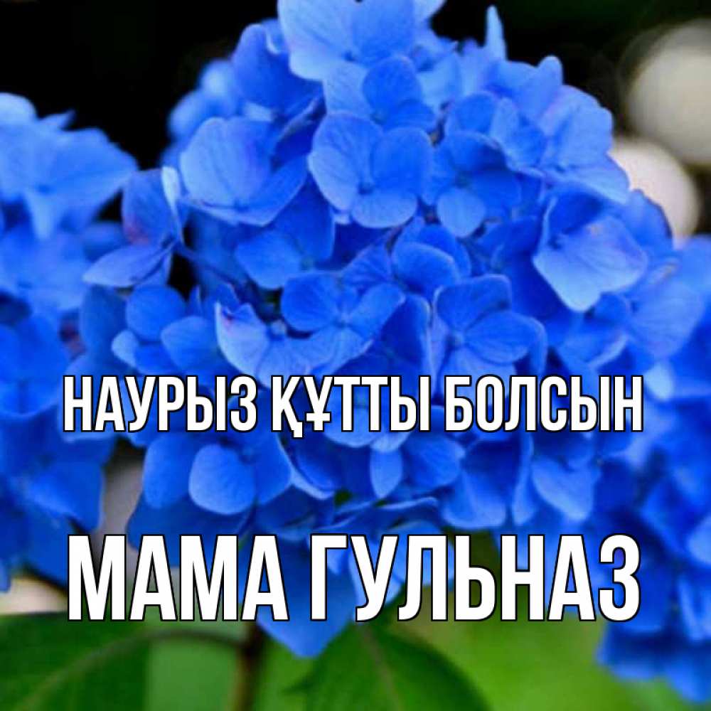 Открытка на каждый день с именем, Мама-Гульназ Наурыз құтты болсын синие цветы Прикольная открытка с пожеланием онлайн скачать бесплатно 