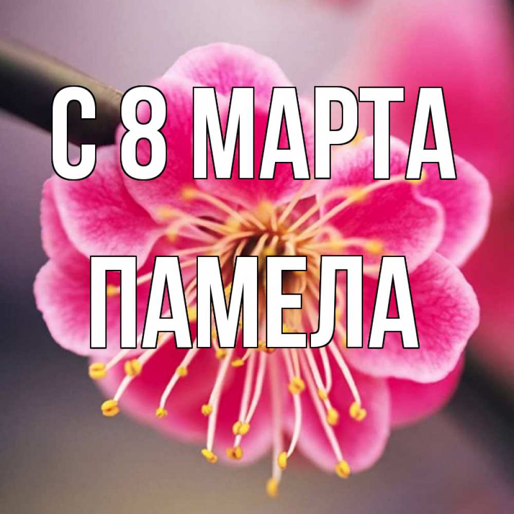 Открытка на каждый день с именем, Памела С 8 марта цветы Прикольная открытка с пожеланием онлайн скачать бесплатно 