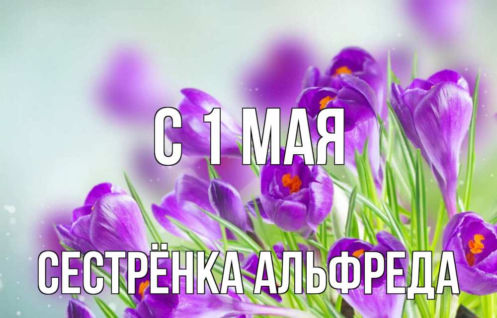 Открытка на каждый день с именем, Сестрёнка-Альфреда С 1 мая 1 мая Прикольная открытка с пожеланием онлайн скачать бесплатно 