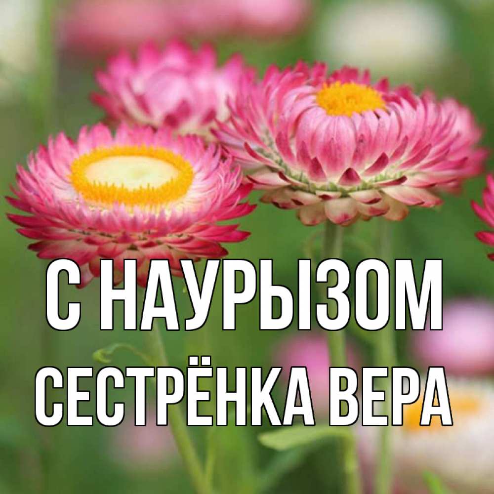 Открытка на каждый день с именем, Сестрёнка-Вера С наурызом подарок на международный женский день Прикольная открытка с пожеланием онлайн скачать бесплатно 