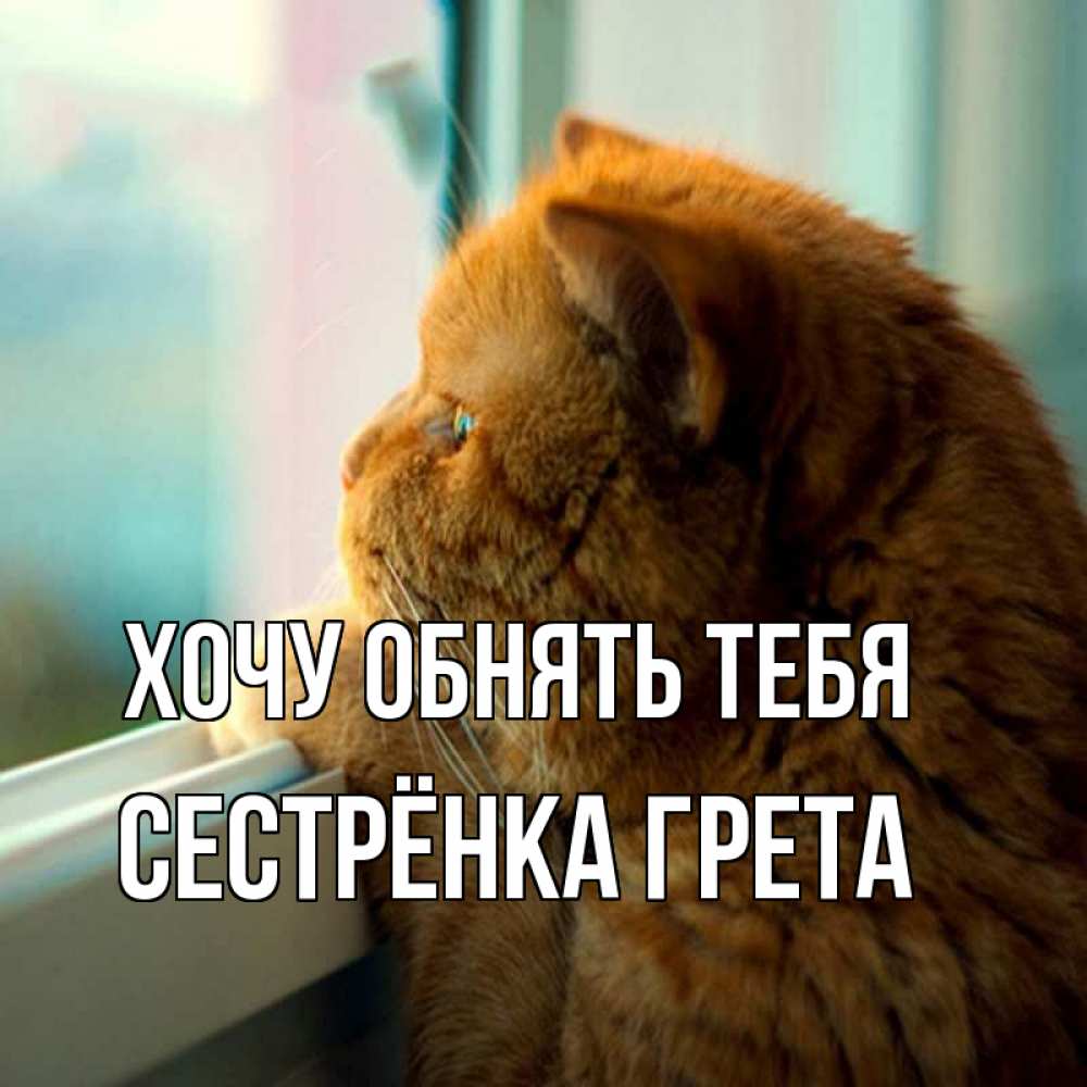 Открытка на каждый день с именем, Сестрёнка-Грета Хочу обнять тебя большой огромный рыжий котяра Прикольная открытка с пожеланием онлайн скачать бесплатно 