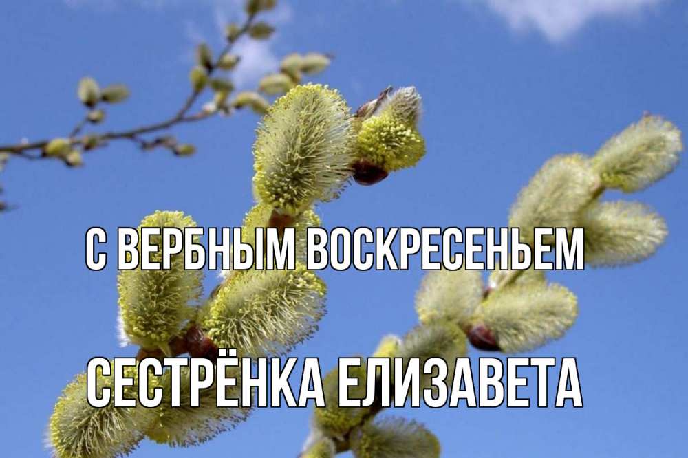 Открытка на каждый день с именем, Сестрёнка-Елизавета С вербным воскресеньем верба Прикольная открытка с пожеланием онлайн скачать бесплатно 