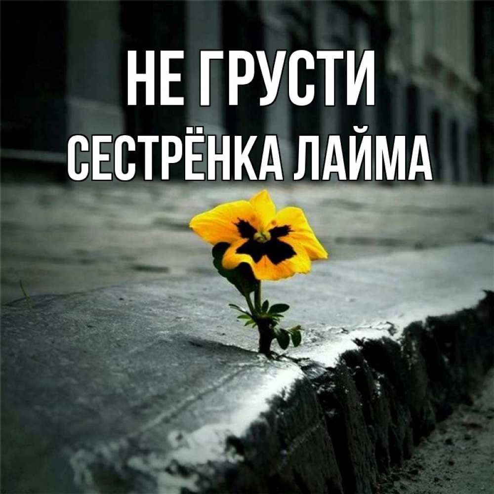 Открытка на каждый день с именем, Сестрёнка-Лайма Не грусти не сдавайся Прикольная открытка с пожеланием онлайн скачать бесплатно 