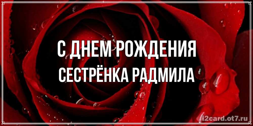 Открытка на каждый день с именем, Сестрёнка-Радмила С днем рождения крупная бордовая роза Прикольная открытка с пожеланием онлайн скачать бесплатно 