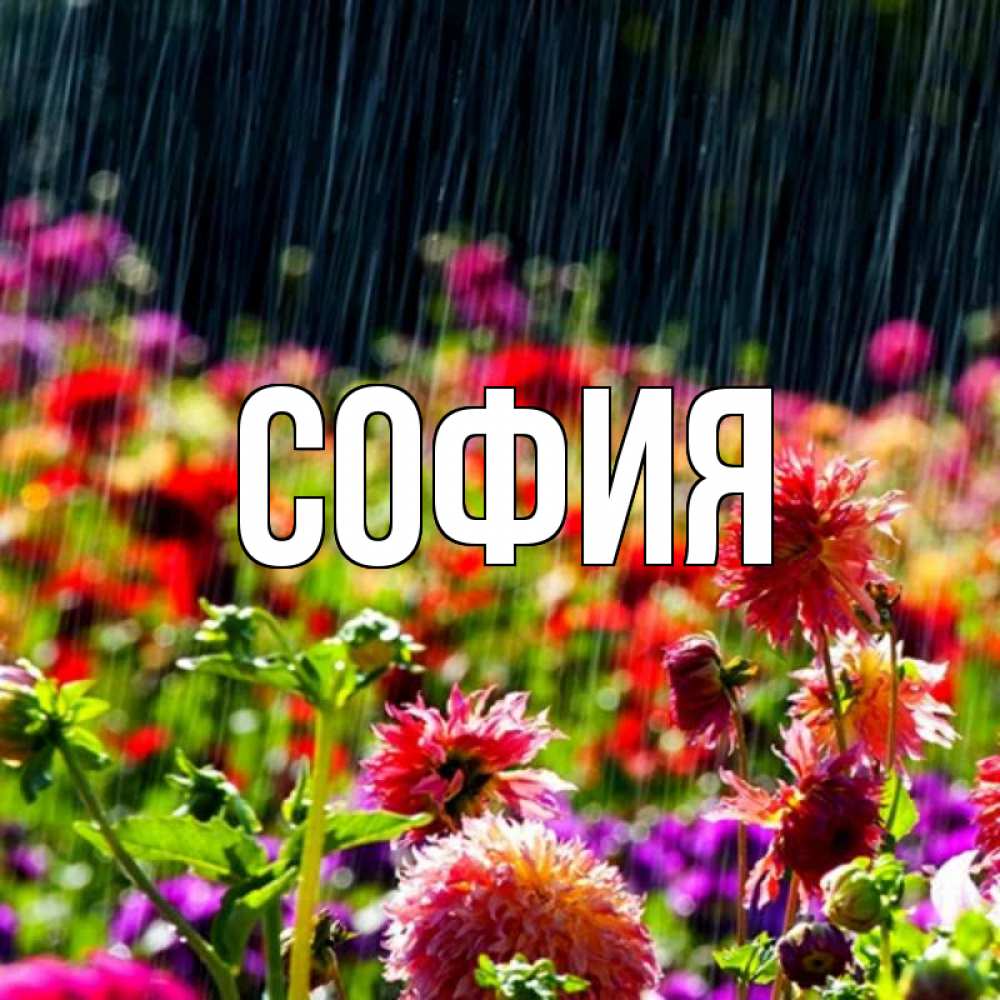 Открытка на каждый день с именем, София Главная цветы под дождиком к международному женскому дню Прикольная открытка с пожеланием онлайн скачать бесплатно 