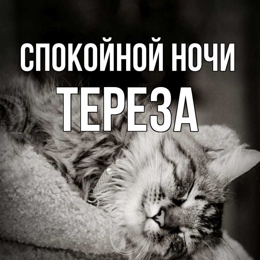 Открытка на каждый день с именем, Тереза Спокойной ночи котярик пушистый Прикольная открытка с пожеланием онлайн скачать бесплатно 