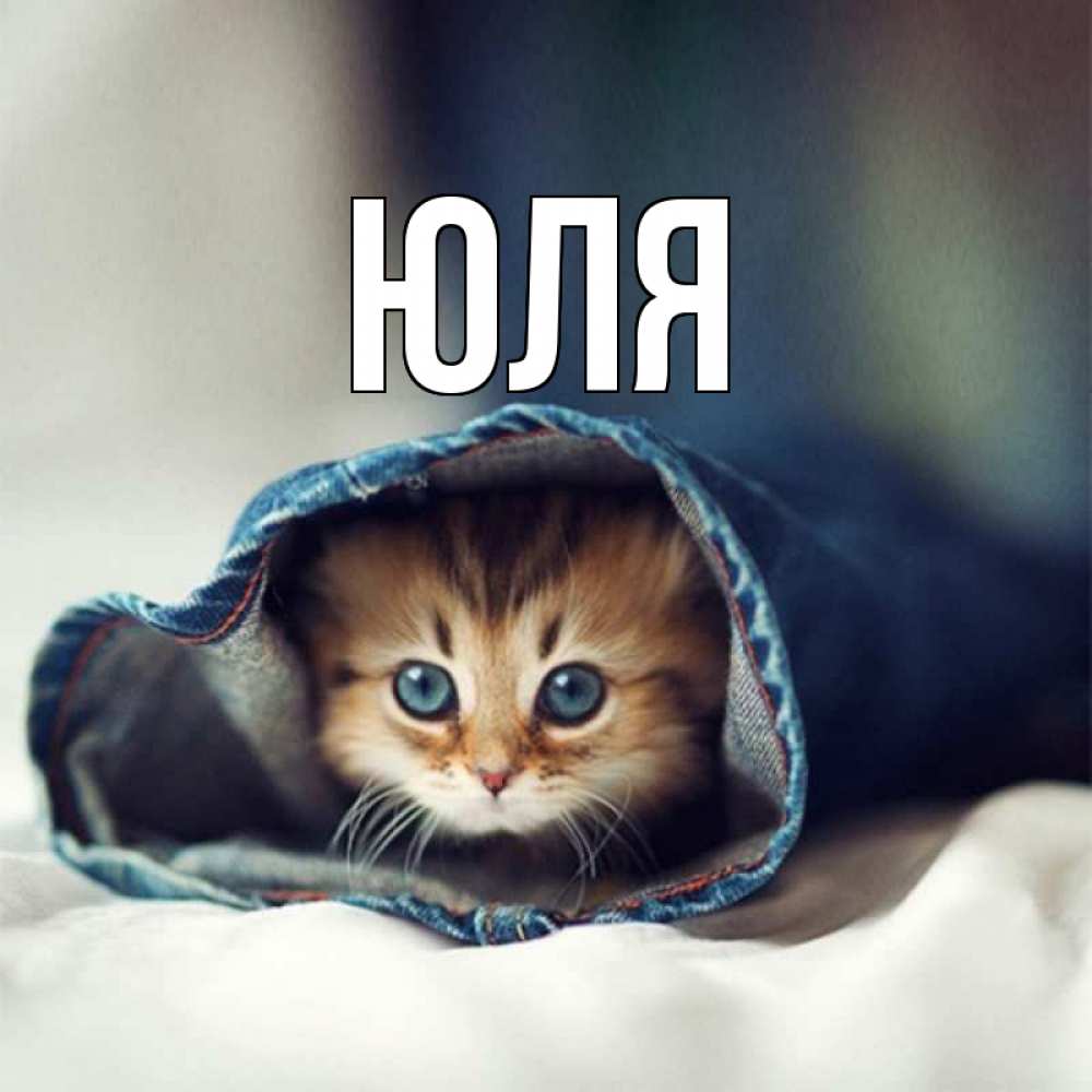 Открытка на каждый день с именем, Юля Главная кот в одежде Прикольная открытка с пожеланием онлайн скачать бесплатно 
