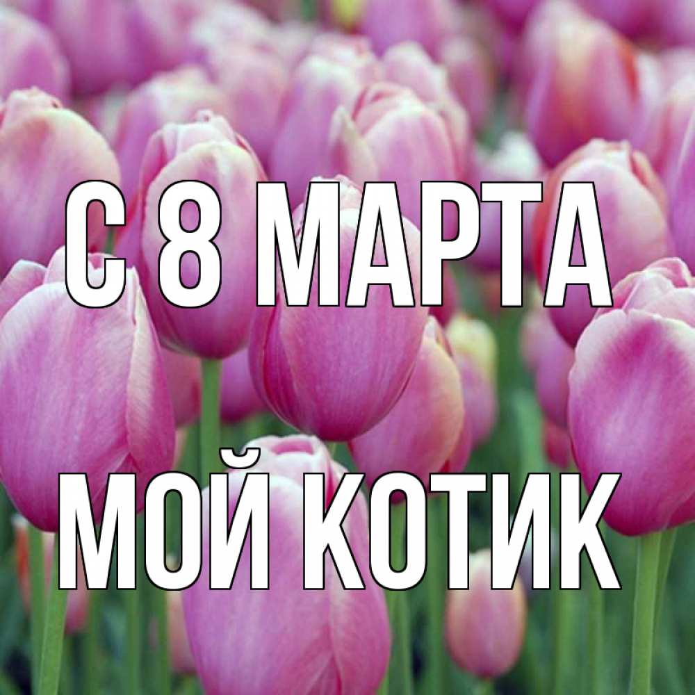 Открытка на каждый день с именем, мой-Котик С 8 МАРТА на международный женский день 3 Прикольная открытка с пожеланием онлайн скачать бесплатно 