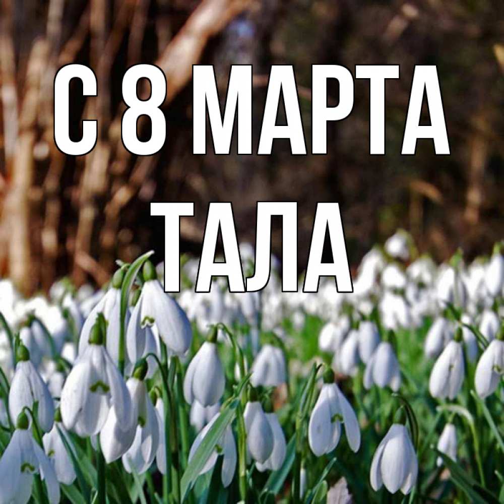 Открытка на каждый день с именем, Тала С 8 МАРТА с подснежниками 1 Прикольная открытка с пожеланием онлайн скачать бесплатно 