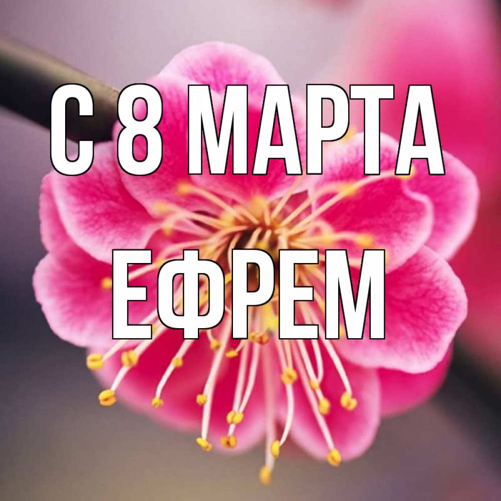 Открытка на каждый день с именем, Ефрем С 8 МАРТА цветы Прикольная открытка с пожеланием онлайн скачать бесплатно 