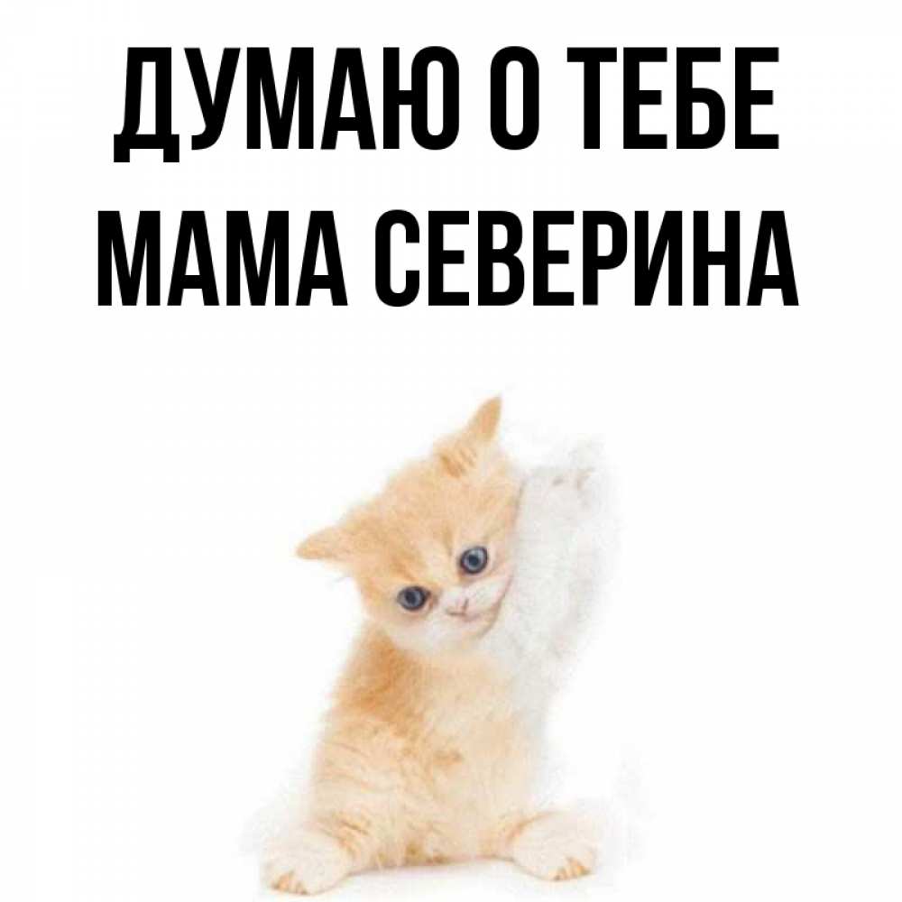 Открытка на каждый день с именем, Мама-Северина Думаю о тебе зверушки и милота Прикольная открытка с пожеланием онлайн скачать бесплатно 