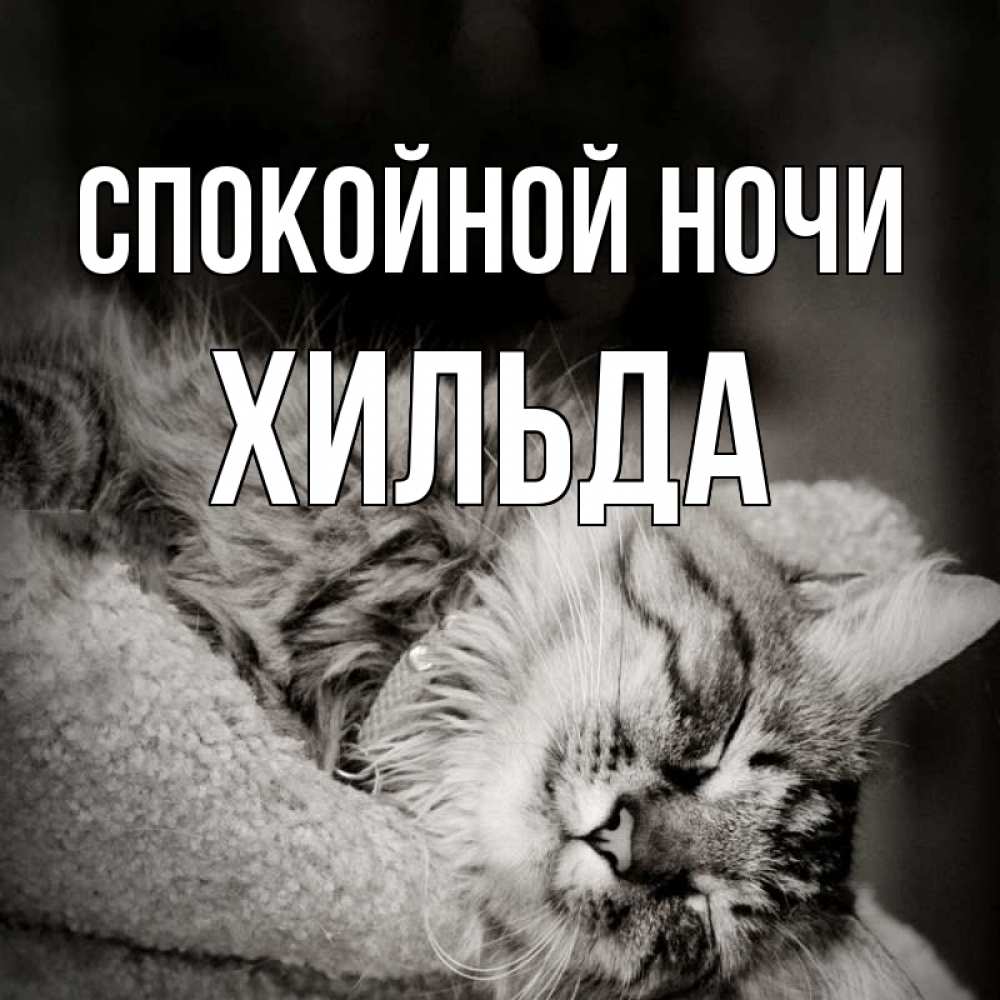 Открытка на каждый день с именем, Хильда Спокойной ночи котярик пушистый Прикольная открытка с пожеланием онлайн скачать бесплатно 