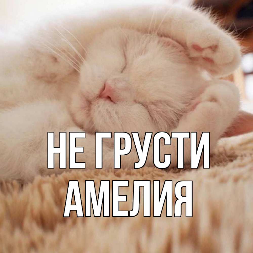 Открытка на каждый день с именем, Амелия Не грусти белый кот Прикольная открытка с пожеланием онлайн скачать бесплатно 