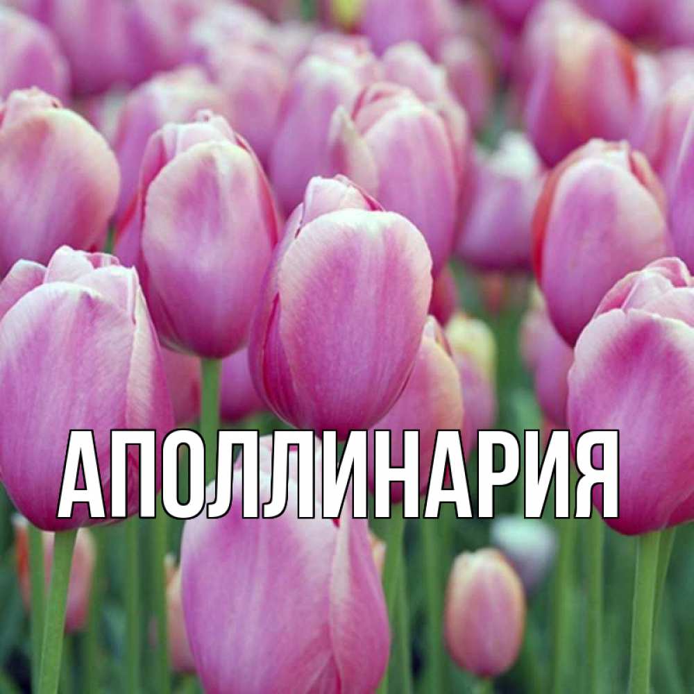 Открытка на каждый день с именем, Аполлинария Главная на наурыз  день 3 Прикольная открытка с пожеланием онлайн скачать бесплатно 
