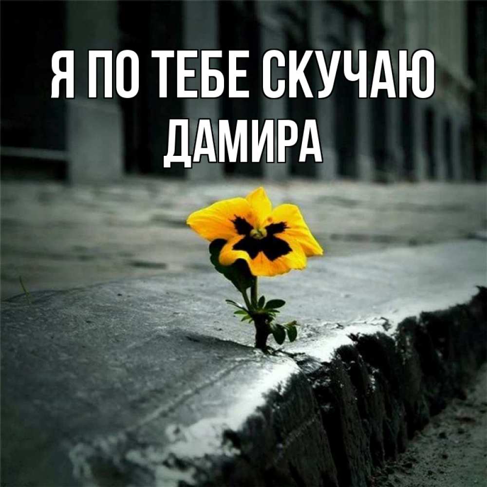 Открытка на каждый день с именем, Дамира Я по тебе скучаю надеюсь будет лучше Прикольная открытка с пожеланием онлайн скачать бесплатно 