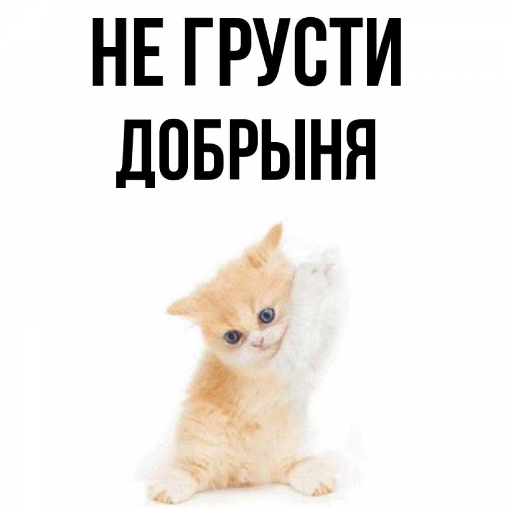 Открытка на каждый день с именем, Добрыня Не грусти просящий кот Прикольная открытка с пожеланием онлайн скачать бесплатно 