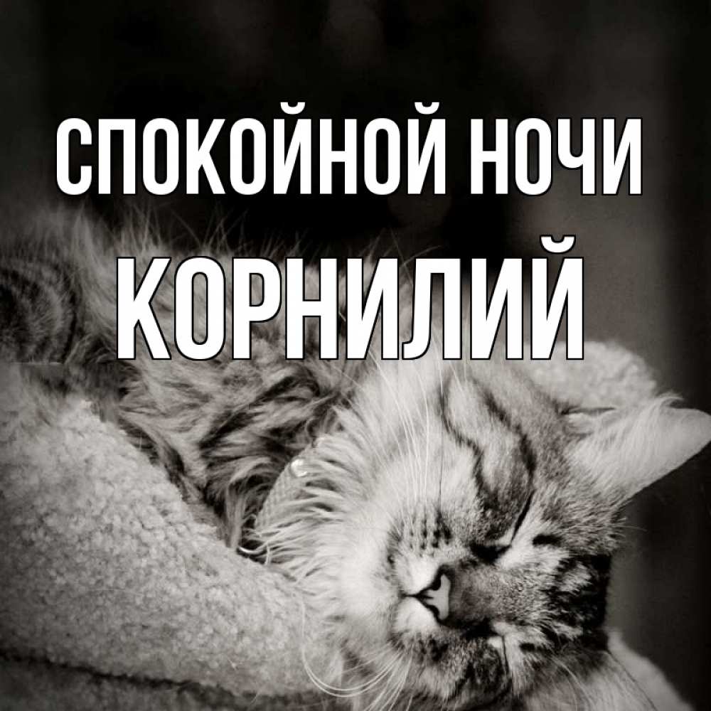 Открытка на каждый день с именем, Корнилий Спокойной ночи котярик пушистый Прикольная открытка с пожеланием онлайн скачать бесплатно 