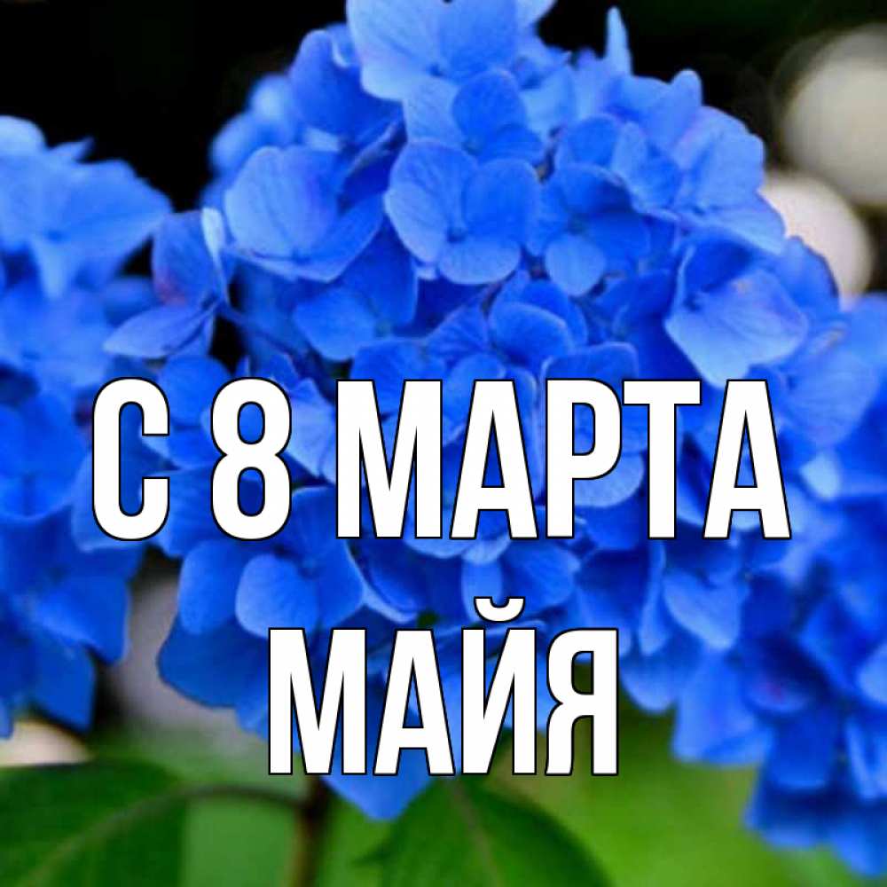 Открытка на каждый день с именем, Майя С 8 МАРТА синие цветы Прикольная открытка с пожеланием онлайн скачать бесплатно 