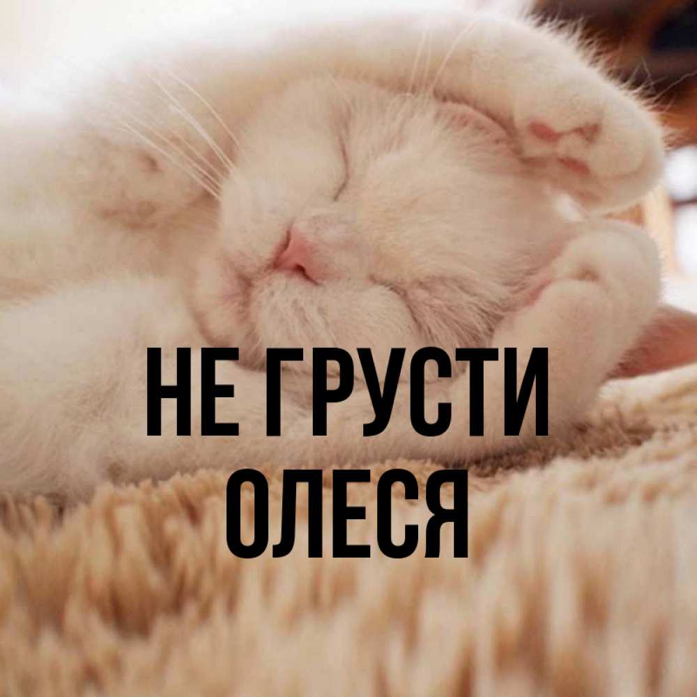 Открытка на каждый день с именем, Олеся Не грусти Котенок спит Прикольная открытка с пожеланием онлайн скачать бесплатно 