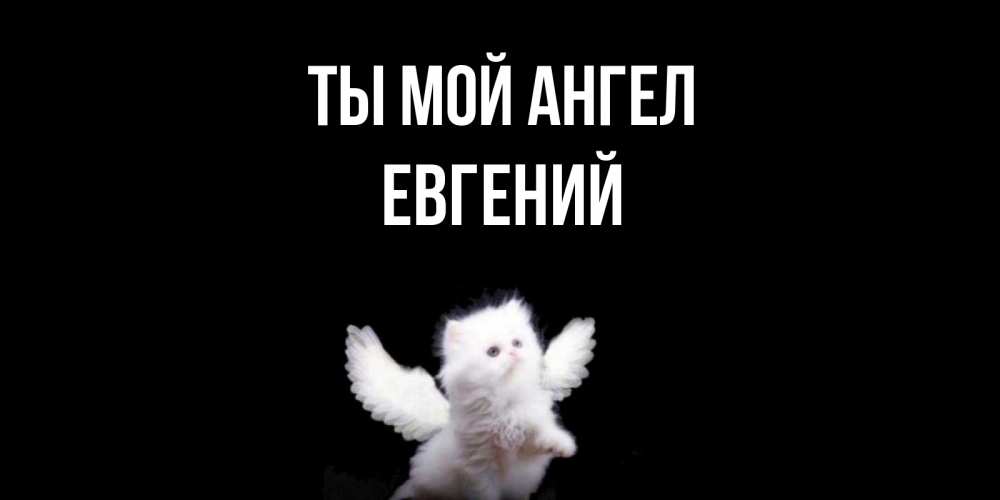 Открытка на каждый день с именем, ЕВГЕНИЙ Ты мой ангел Кот ангел Прикольная открытка с пожеланием онлайн скачать бесплатно 