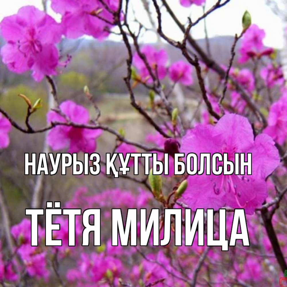 Открытка на каждый день с именем, Тётя-Милица Наурыз құтты болсын наурыз мейрамы кутты болсын Прикольная открытка с пожеланием онлайн скачать бесплатно 