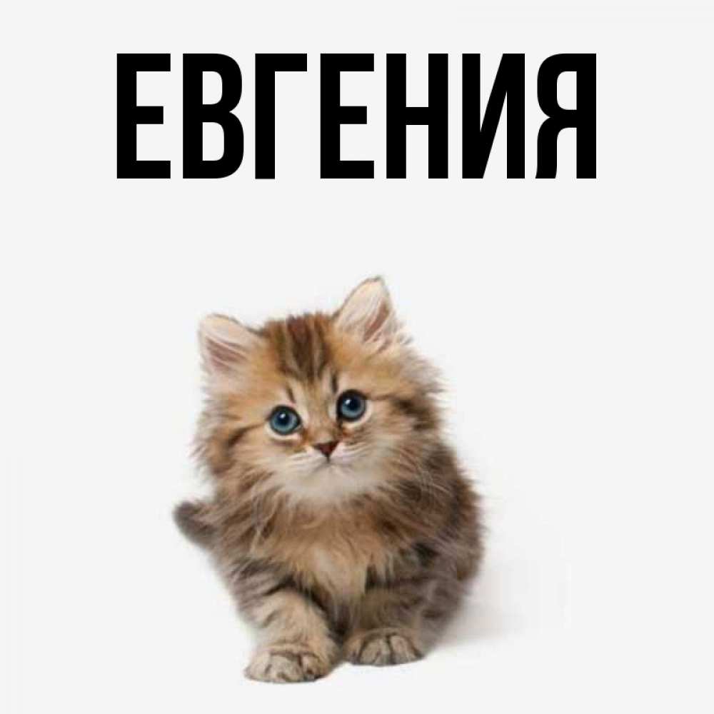 Логотип имени евгений. Картинка с именимевгений. Картинки с именем евгений. Надпись на футболке для мужчины. Имя евгений.