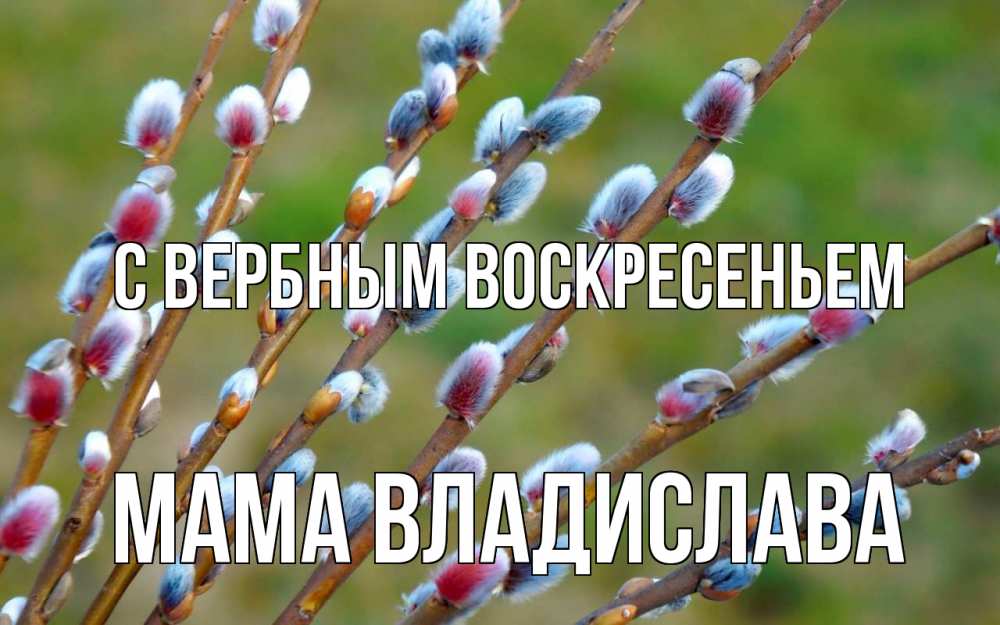 Открытка на каждый день с именем, Мама-Владислава С вербным воскресеньем верба Прикольная открытка с пожеланием онлайн скачать бесплатно 