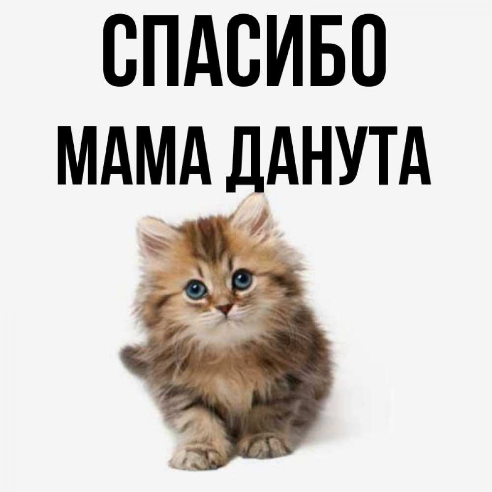 Открытка на каждый день с именем, Мама-Данута Спасибо пушистый котик Прикольная открытка с пожеланием онлайн скачать бесплатно 
