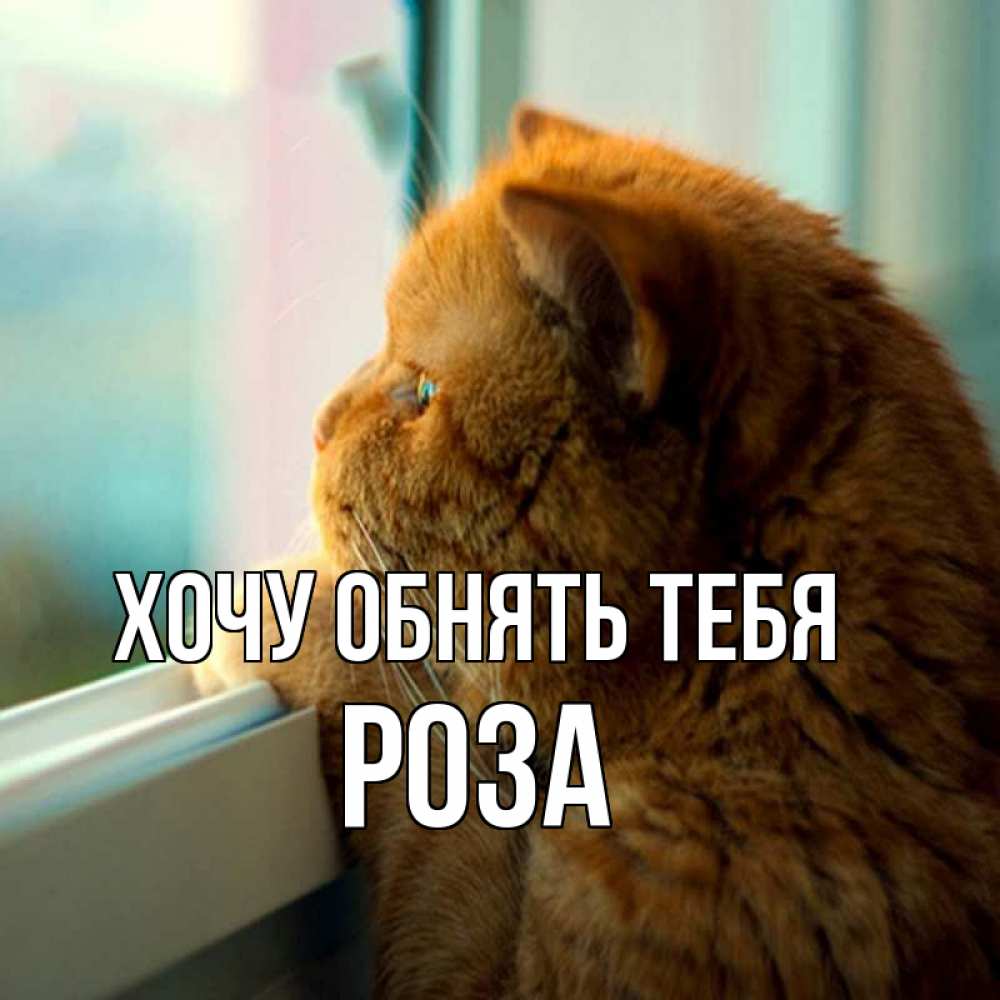 Открытка на каждый день с именем, Роза Хочу обнять тебя большой огромный рыжий котяра Прикольная открытка с пожеланием онлайн скачать бесплатно 