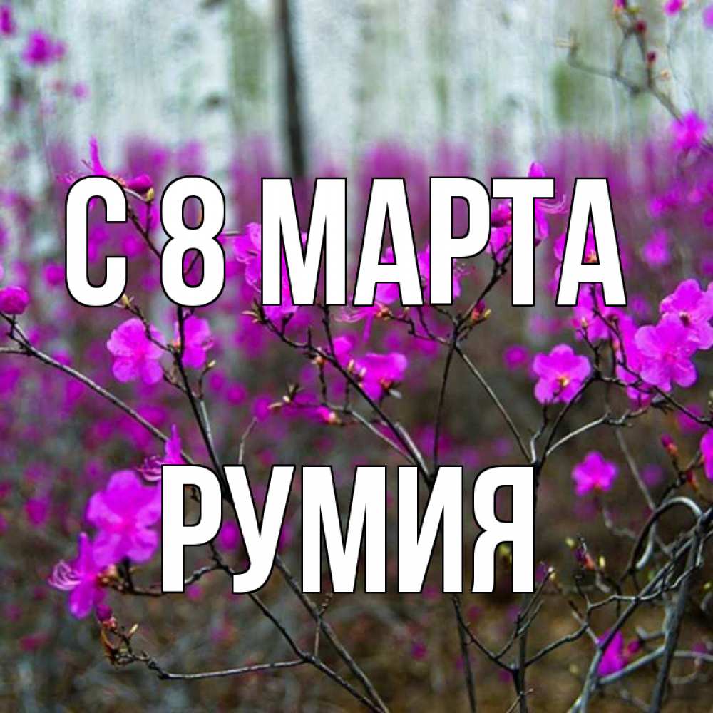 Открытка на каждый день с именем, Румия С 8 МАРТА дикие цветы Прикольная открытка с пожеланием онлайн скачать бесплатно 