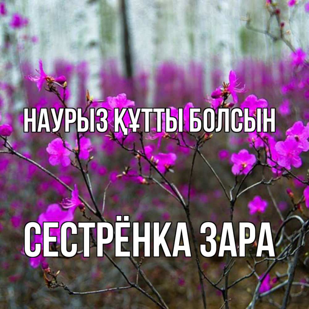Открытка на каждый день с именем, Сестрёнка-Зара Наурыз құтты болсын дикие цветы Прикольная открытка с пожеланием онлайн скачать бесплатно 