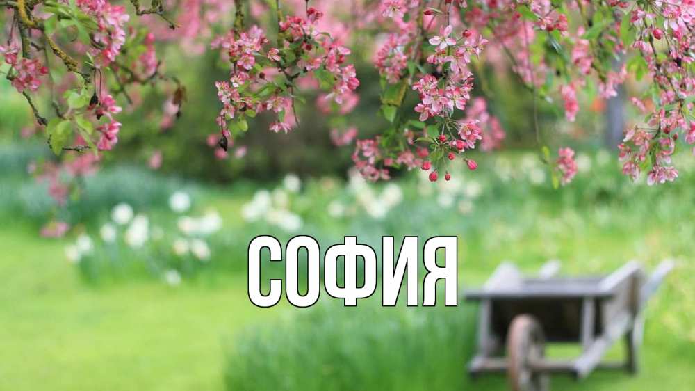 Открытка на каждый день с именем, София Главная С 1 мая Прикольная открытка с пожеланием онлайн скачать бесплатно 