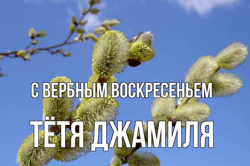 Открытка на каждый день с именем, Тётя-Джамиля С вербным воскресеньем верба Прикольная открытка с пожеланием онлайн скачать бесплатно 
