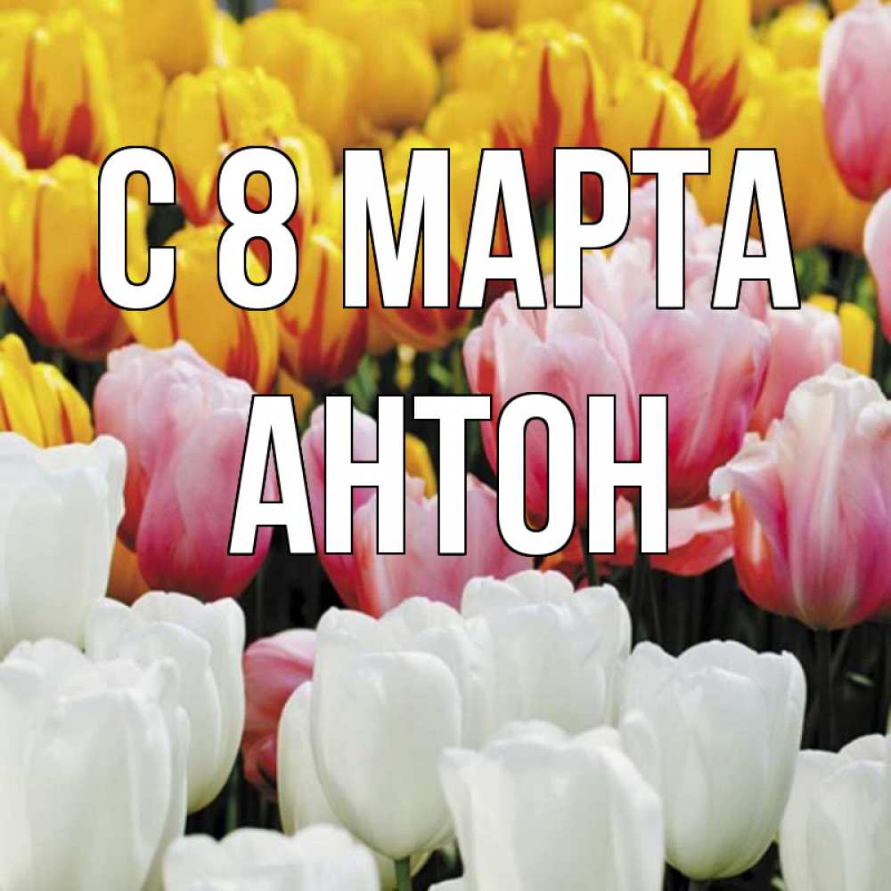 Открытка на каждый день с именем, Антон С 8 марта разноцветные цветы Прикольная открытка с пожеланием онлайн скачать бесплатно 