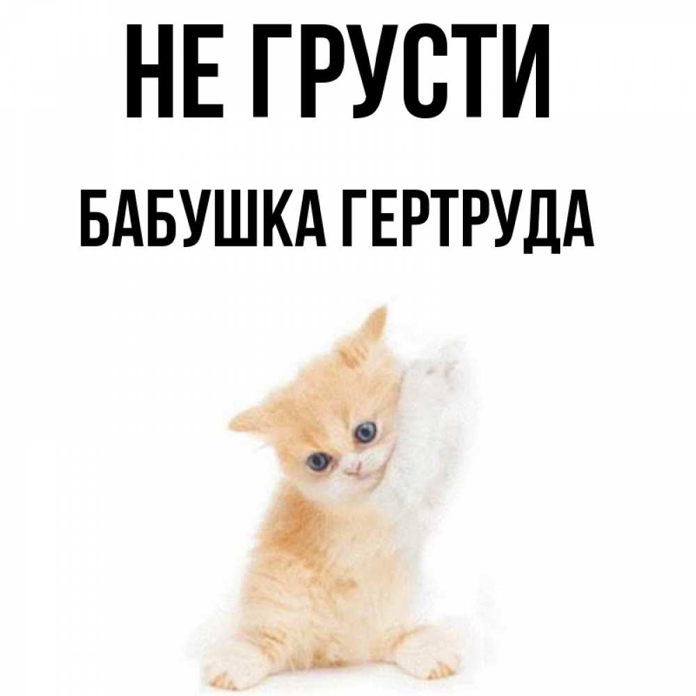 Открытка на каждый день с именем, Бабушка-Гертруда Не грусти просящий кот Прикольная открытка с пожеланием онлайн скачать бесплатно 