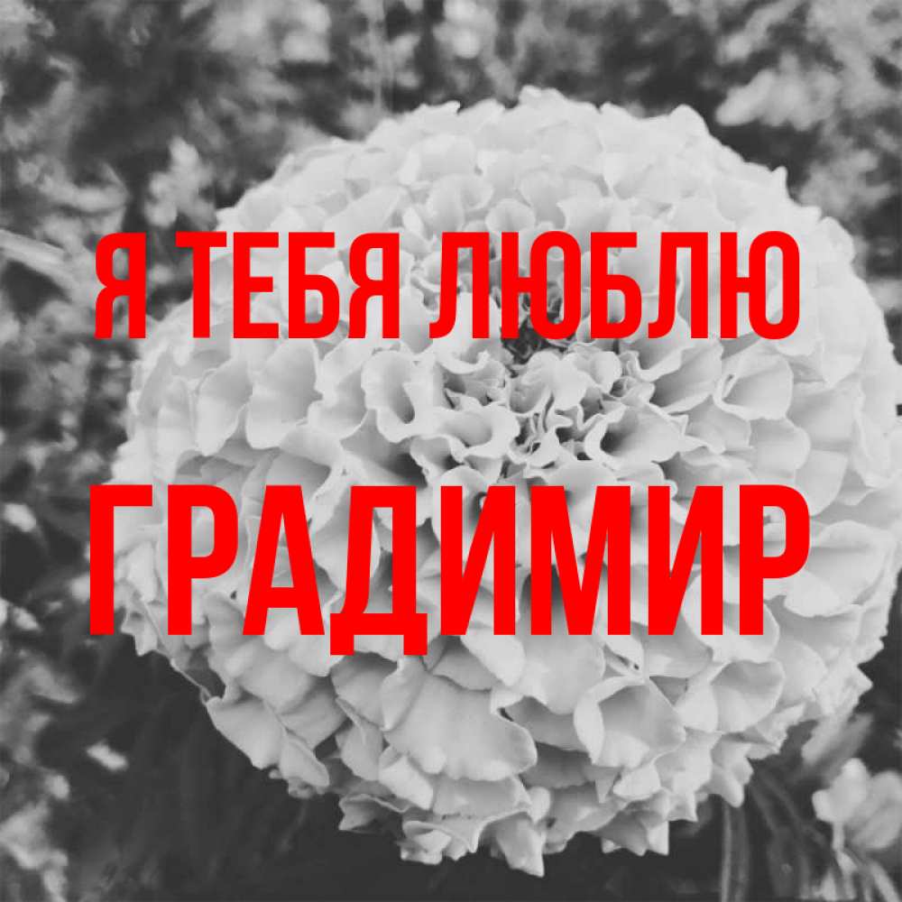 Открытка на каждый день с именем, Градимир Я тебя люблю подпись Прикольная открытка с пожеланием онлайн скачать бесплатно 