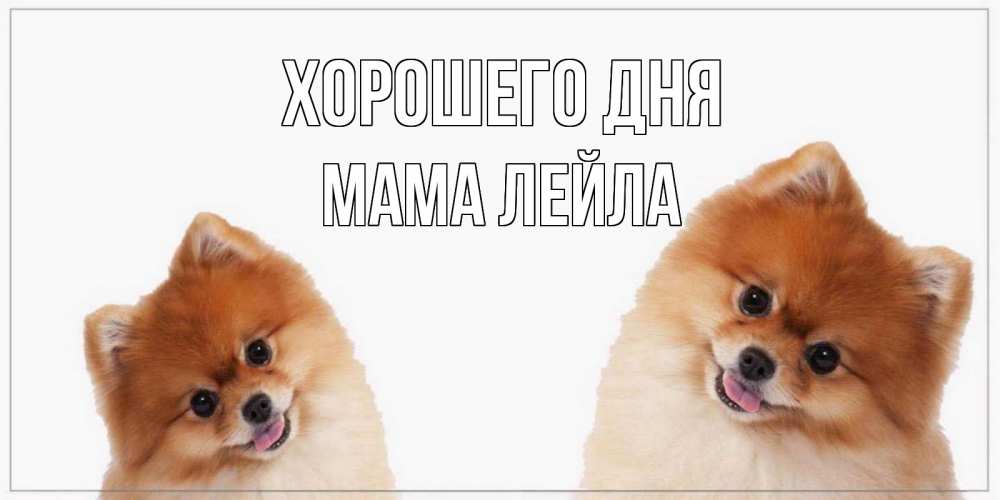 Открытка на каждый день с именем, Мама-Лейла Хорошего дня собачки желают прекрасного дня Прикольная открытка с пожеланием онлайн скачать бесплатно 