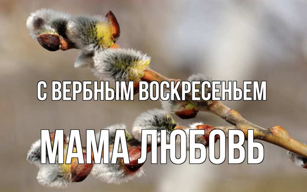 Открытка на каждый день с именем, Мама-Любовь С вербным воскресеньем Верба Прикольная открытка с пожеланием онлайн скачать бесплатно 
