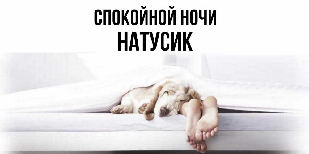 Открытка на каждый день с именем, Натусик Спокойной ночи кровать с собакой пожелание сладких снов и спокойной ночи Прикольная открытка с пожеланием онлайн скачать бесплатно 