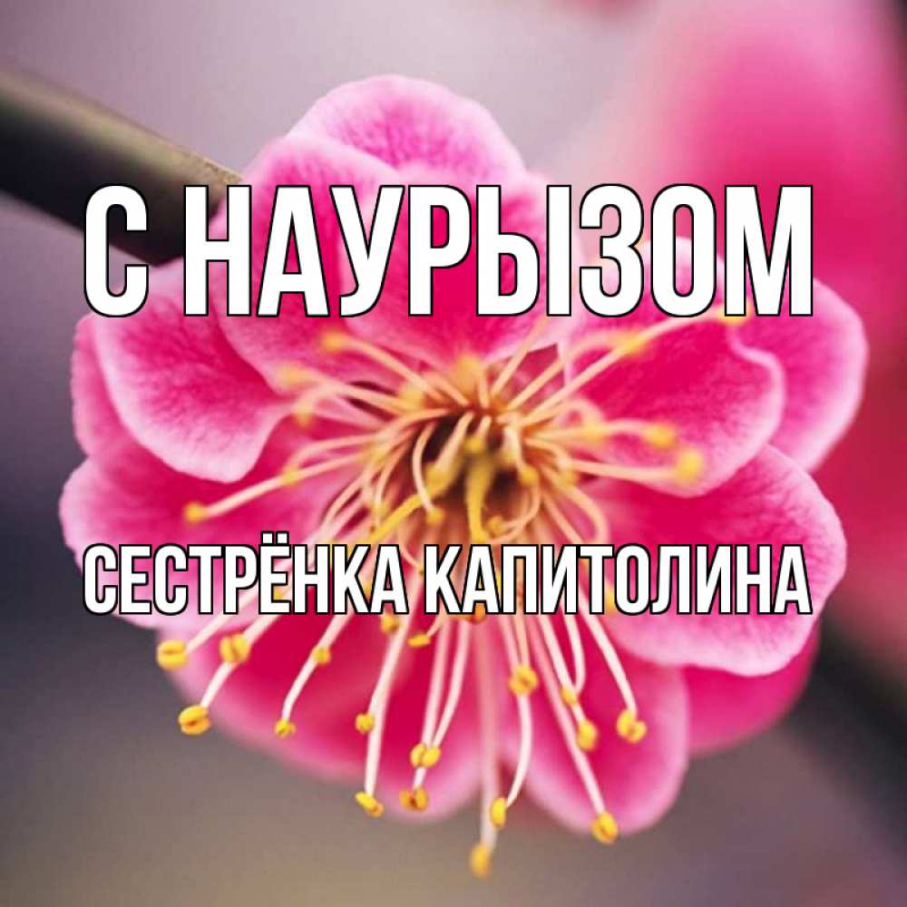 Открытка на каждый день с именем, Сестрёнка-Капитолина С наурызом цветы Прикольная открытка с пожеланием онлайн скачать бесплатно 
